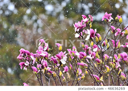 Spring and snow falling on Izu and red magnolia flowers in full bloom Spring and snow falling on Izu and red magnolia flowers in full bloom 46636269