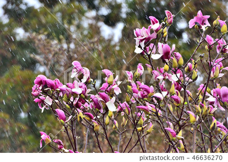 Spring and snow falling on Izu and red magnolia flowers in full bloom Spring and snow falling on Izu and red magnolia flowers in full bloom 46636270