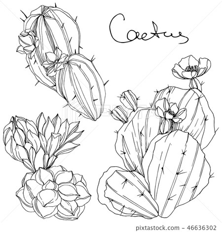Vector Cacti floral botanical flower. Black and white engraved ink art. Isolated cacti illustration 46636302