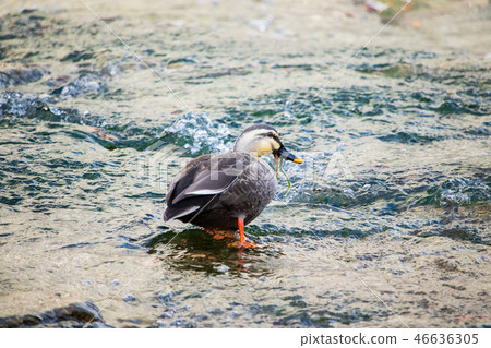 鴨鴨,河流生態系統,觀鳥,冬季景色 鴨鴨,河流生態系統,觀鳥,冬季景色 46636305