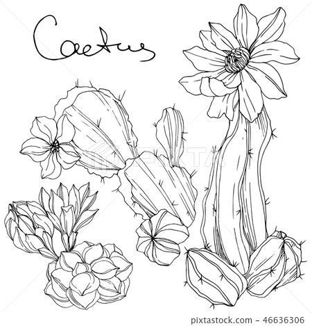 Vector Cacti floral botanical flower. Black and white engraved ink art. Isolated cacti illustration 46636306