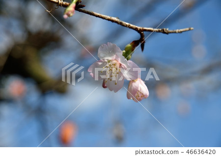 Winter Cherry Blossoms Sakura Cherry Blossoms Stock Photo