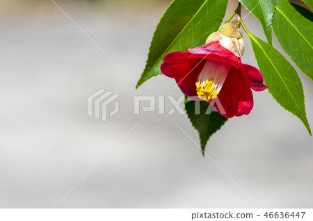 Camellia 46636447