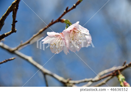 Winter cherry blossoms Sakura cherry blossoms Winter cherry blossoms Sakura cherry blossoms 46636552