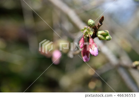 Winter cherry blossoms Sakura cherry blossoms Winter cherry blossoms Sakura cherry blossoms 46636553
