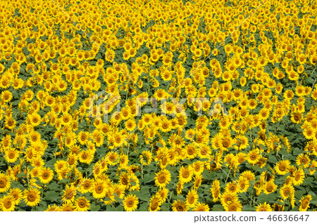 Sun flower field 46636647