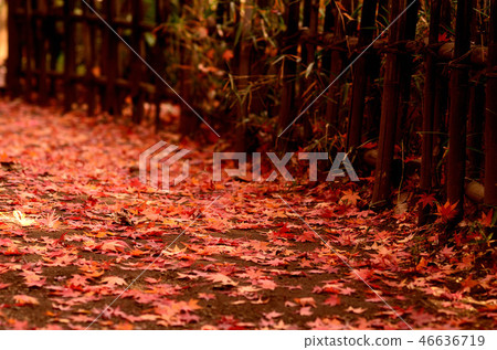 Fallen leaves of Momiji Fallen leaves of Momiji 46636719