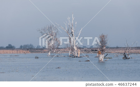 misty landscape of Hortobagy landscape 46637244