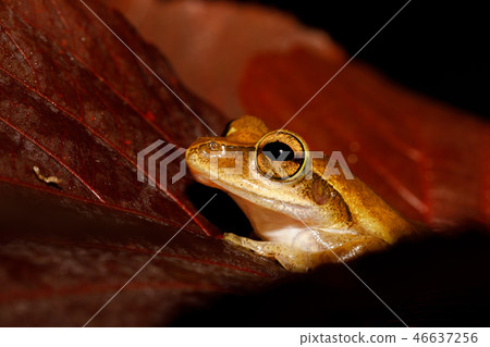 Beautiful small frog Boophis Madagascar 46637256