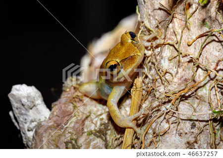 Beautiful small frog Boophis Madagascar 46637257