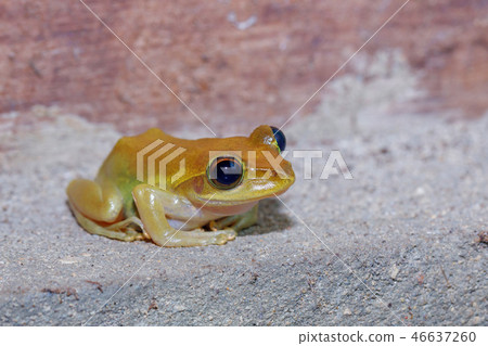 Beautiful small frog Boophis Madagascar 46637260