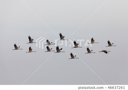 flying flock Common Crane, Hortobagy Hungary 46637261