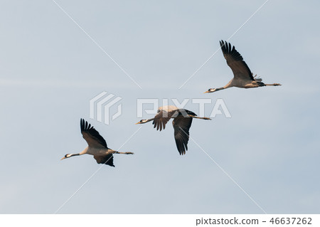 flying flock Common Crane, Hortobagy Hungary 46637262