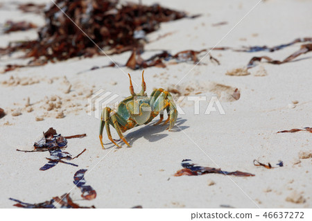Crab on sandy beach, Antsiranana Madagascar 46637272