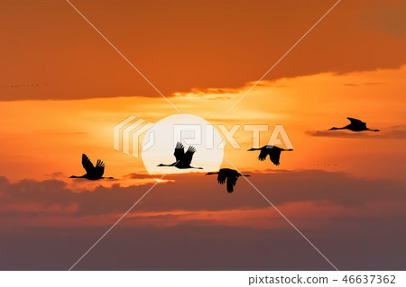 flying flock Common Crane, Hortobagy Hungary 46637362