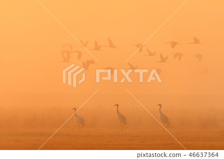 flying flock Common Crane, Hortobagy Hungary flying flock Common Crane, Hortobagy Hungary 46637364