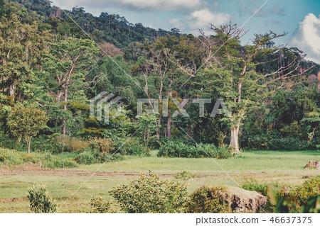 Masoala National Park, Madagascar 46637375