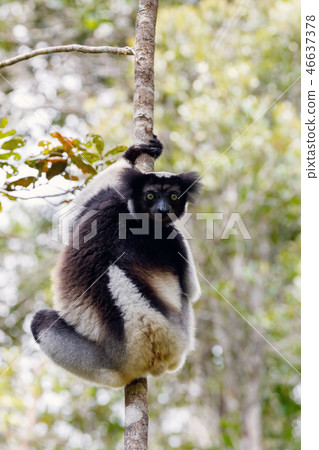 Black and white Lemur Indri on tree Black and white Lemur Indri on tree 46637378