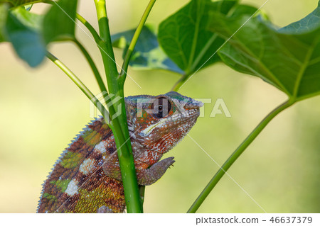 panther chameleon (Furcifer pardalis) 46637379