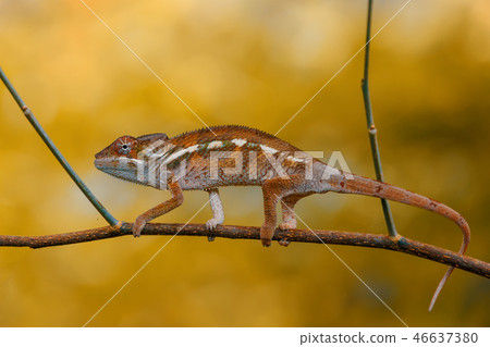 panther chameleon (Furcifer pardalis) 46637380
