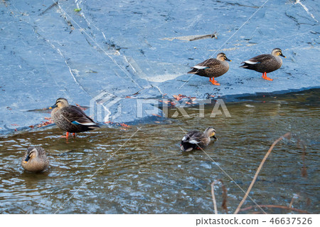鴨鴨，河流生態系統，觀鳥，冬季景色 46637526