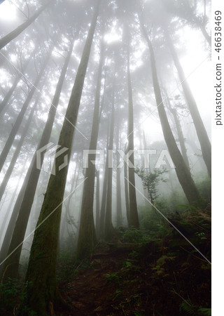 迷霧 46638469