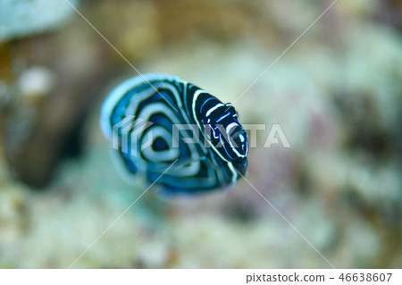 Tatejima Kinkaku Dai 46638607