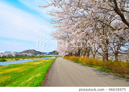 櫻花視圖內川檜木 櫻花視圖內川檜木 46638975