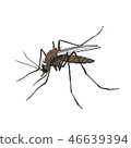 Mosquito. Colorful, isolated on a white background 46639394