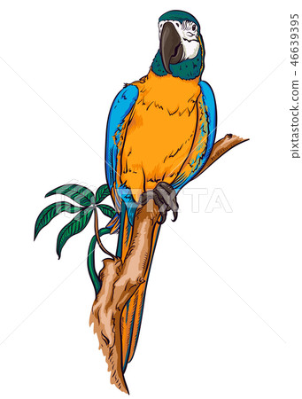 Parrot macaw on a branch 46639395
