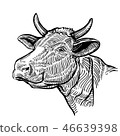 Cow head, in a graphic style 46639398