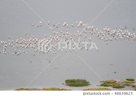 Lake Nakuru View from Baboon Cliff Big Group of Flamingos Lake Nakuru View from Baboon Cliff Big Group of Flamingos 46639623
