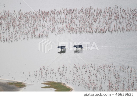 從狒狒峭壁大群火烈鳥的納庫魯湖視圖 46639625