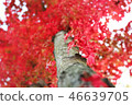 秋天的紅葉 46639705