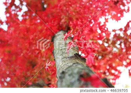 秋天的紅葉 秋天的紅葉 46639705