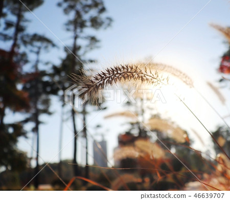 Autumn reed Autumn reed 46639707