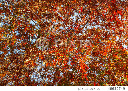 Red leaf in winter Red leaf in winter 46639749