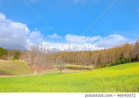 Rape field (Nakayama plateau) 46640072