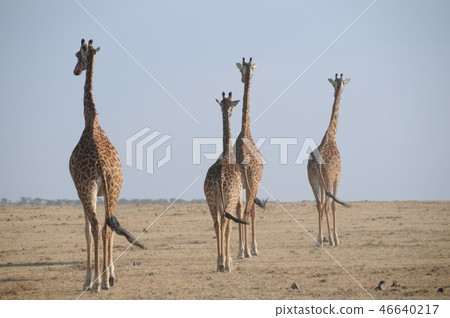 Masai Mara National Reserve, Masai Kirin Masai Mara National Reserve, Masai Kirin 46640217
