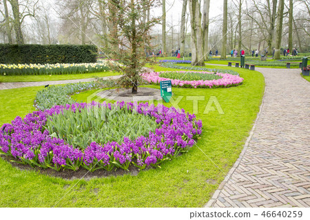 Keukenhof park flower field Keukenhof park flower field 46640259