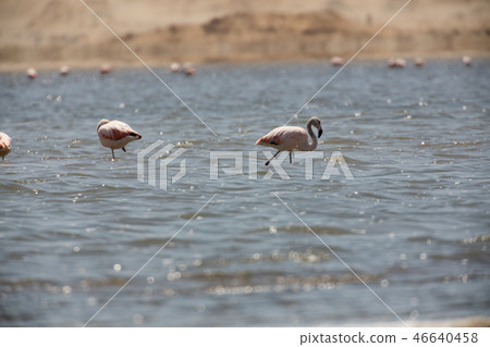 Flamingos  in Paracas, Peru. 46640458