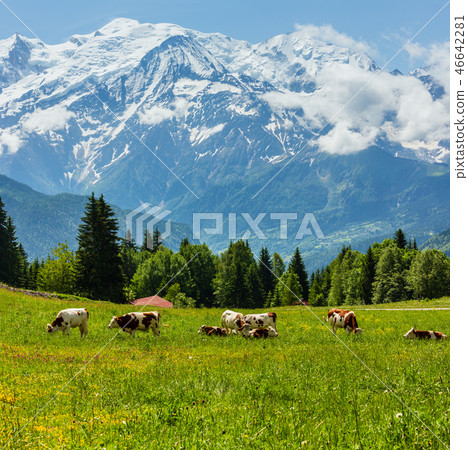 Herd cows on glade and Mont Blanc mountain massif 46642281