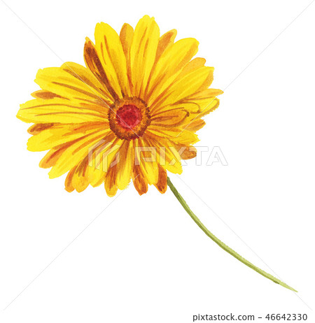 非洲菊181227 pix7 46642330