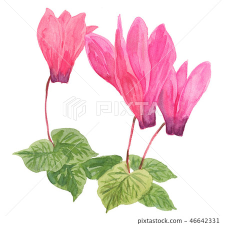 仙客來181227 pix7 仙客來181227 pix7 46642331