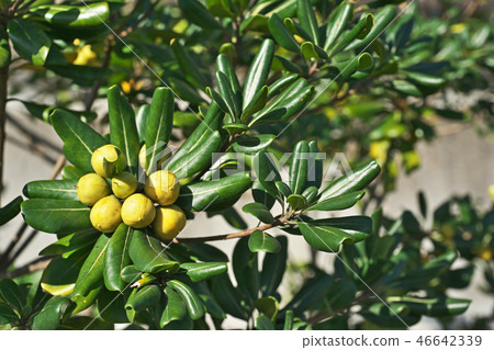 黃色tobera果子 46642339