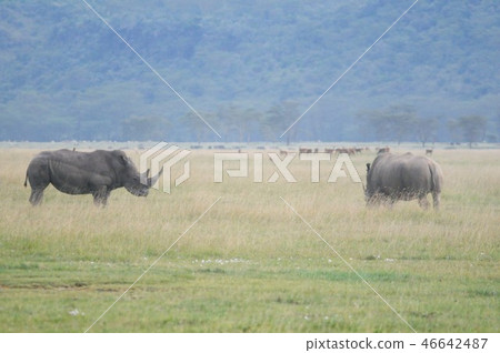 Lake Nakuru National Park White rhino 46642487