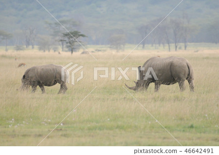 Lake Nakuru National Park White rhino 46642491
