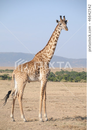 馬賽馬拉國家保護區,馬賽麒麟 馬賽馬拉國家保護區,馬賽麒麟 46642542