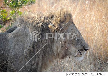 Masai Mara National Reserve, Lion Masai Mara National Reserve, Lion 46642692
