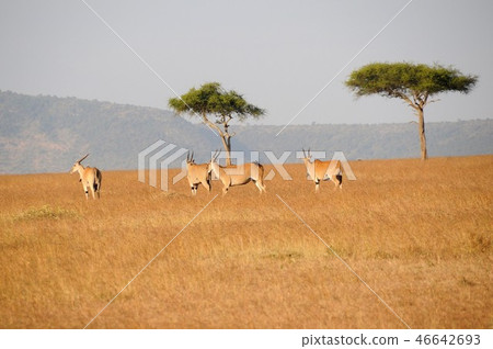 Masai Mara National Reserve, Eland Masai Mara National Reserve, Eland 46642693